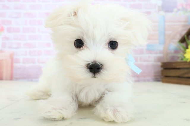 高知県のマルチーズ (Coo&RIKU高知御座店/2025年11月19日生まれ/男の子/ホワイト)の子犬の1枚目の画像