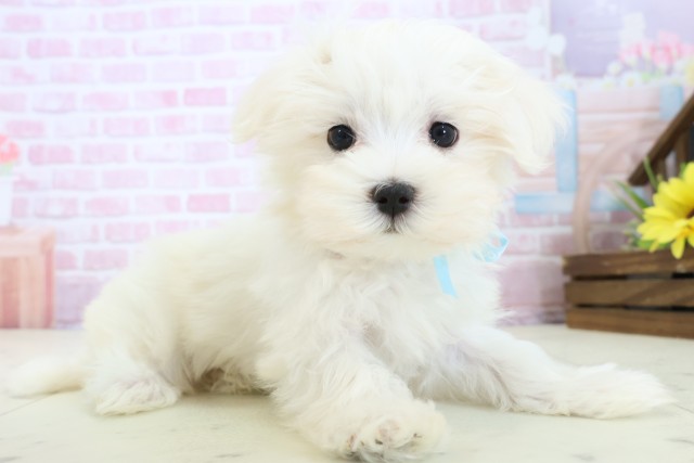 高知県のマルチーズ (Coo&RIKU高知御座店/2025年11月19日生まれ/男の子/ホワイト)の子犬の2枚目の画像