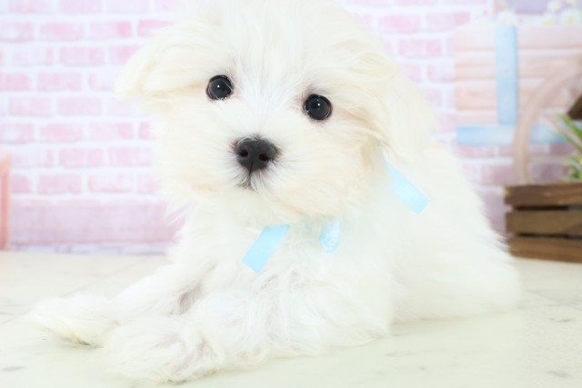 高知県のマルチーズ (Coo&RIKU高知御座店/2025年11月19日生まれ/男の子/ホワイト)の子犬の3枚目の画像