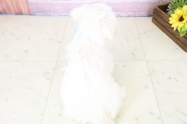 高知県のマルチーズ (Coo&RIKU高知御座店/2025年11月19日生まれ/男の子/ホワイト)の子犬の4枚目の画像