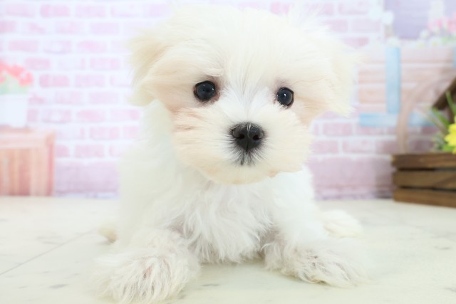 愛媛県のマルチーズ (Coo&RIKU大洲店/2025年11月19日生まれ/男の子/ホワイト)の子犬の1枚目の画像