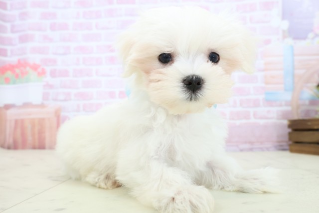 愛媛県のマルチーズ (Coo&RIKU大洲店/2025年11月19日生まれ/男の子/ホワイト)の子犬の2枚目の画像