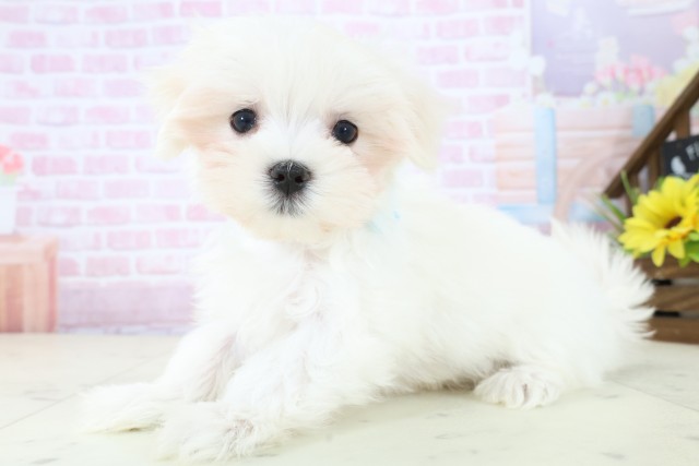 愛媛県のマルチーズ (Coo&RIKU大洲店/2025年11月19日生まれ/男の子/ホワイト)の子犬の3枚目の画像