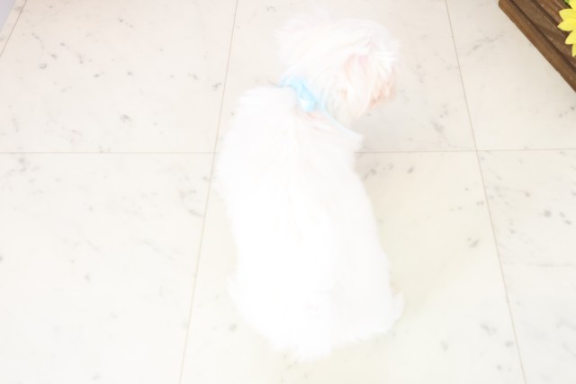 愛媛県のマルチーズ (Coo&RIKU大洲店/2025年11月19日生まれ/男の子/ホワイト)の子犬の4枚目の画像