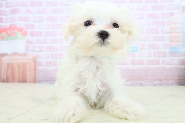 福岡県のマルチーズ (Coo&RIKU久留米店/2025年11月19日生まれ/男の子/ホワイト)の子犬の1枚目の画像
