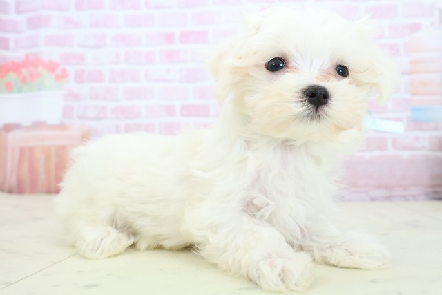 福岡県のマルチーズ (Coo&RIKU久留米店/2025年11月19日生まれ/男の子/ホワイト)の子犬の2枚目の画像