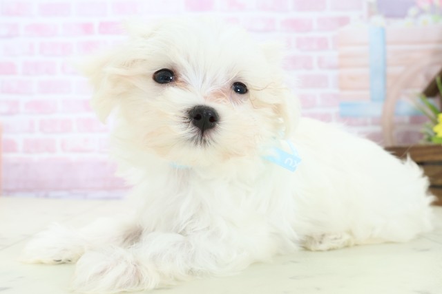 福岡県のマルチーズ (Coo&RIKU久留米店/2025年11月19日生まれ/男の子/ホワイト)の子犬の3枚目の画像