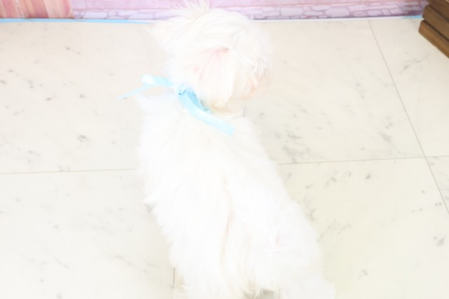 福岡県のマルチーズ (Coo&RIKU久留米店/2025年11月19日生まれ/男の子/ホワイト)の子犬の4枚目の画像