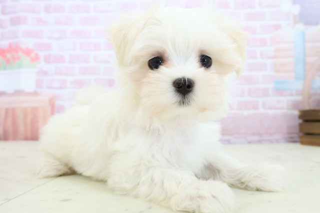 福岡県のマルチーズ (Coo&RIKU福岡西店/2025年11月19日生まれ/女の子/ホワイト)の子犬の2枚目の画像