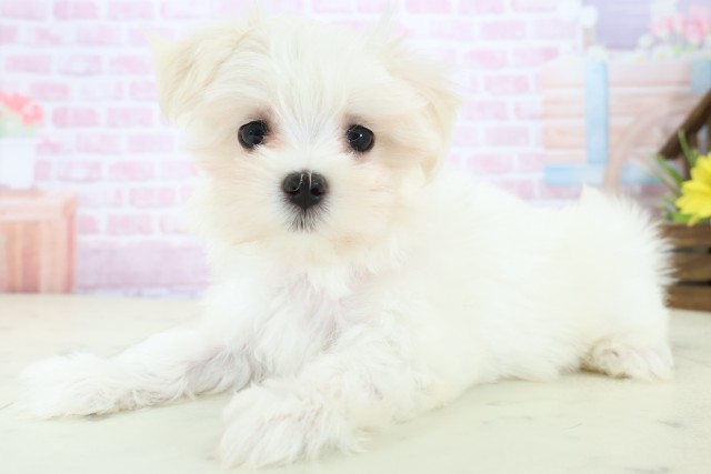 福岡県のマルチーズ (Coo&RIKU福岡西店/2025年11月19日生まれ/女の子/ホワイト)の子犬の3枚目の画像