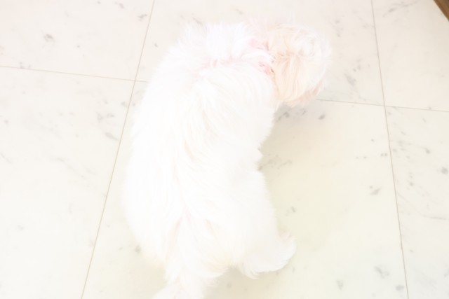 福岡県のマルチーズ (Coo&RIKU福岡西店/2025年11月19日生まれ/女の子/ホワイト)の子犬の4枚目の画像