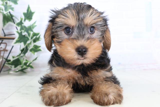 島根県のヨークシャーテリア (Coo&RIKU出雲店/2025年11月22日生まれ/男の子/スチールブルータン)の子犬
