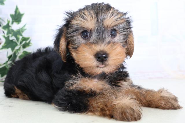 島根県のヨークシャーテリア (Coo&RIKU出雲店/2025年11月22日生まれ/男の子/スチールブルータン)の子犬の2枚目の画像