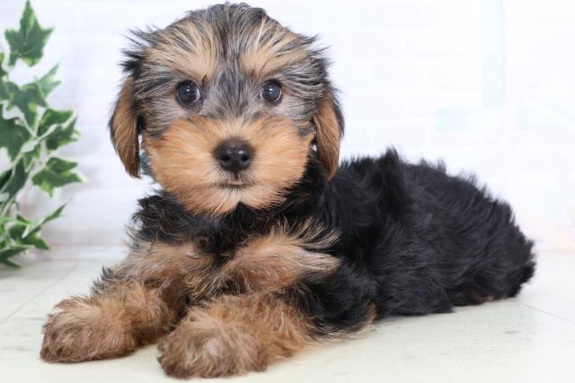 島根県のヨークシャーテリア (Coo&RIKU出雲店/2025年11月22日生まれ/男の子/スチールブルータン)の子犬の3枚目の画像