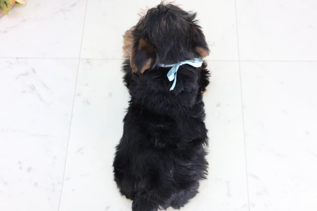 島根県のヨークシャーテリア (Coo&RIKU出雲店/2025年11月22日生まれ/男の子/スチールブルータン)の子犬の4枚目の画像