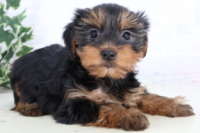 山口県のヨークシャーテリア (Coo&RIKUシーモール下関店/2025年11月22日生まれ/女の子/スチールブルータン)の子犬の2枚目の画像