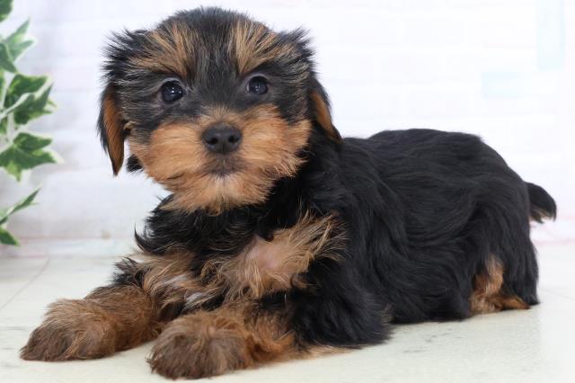 山口県のヨークシャーテリア (Coo&RIKUシーモール下関店/2025年11月22日生まれ/女の子/スチールブルータン)の子犬の3枚目の画像