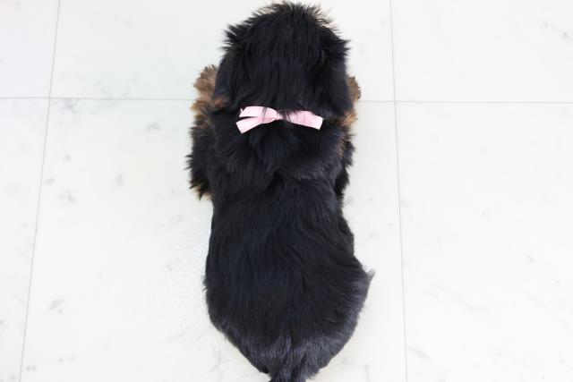 山口県のヨークシャーテリア (Coo&RIKUシーモール下関店/2025年11月22日生まれ/女の子/スチールブルータン)の子犬の4枚目の画像