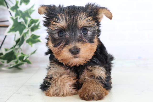 鳥取県のヨークシャーテリア (Coo&RIKUラ・ムー鳥取東店/2025年11月22日生まれ/女の子/スチールブルータン)の子犬