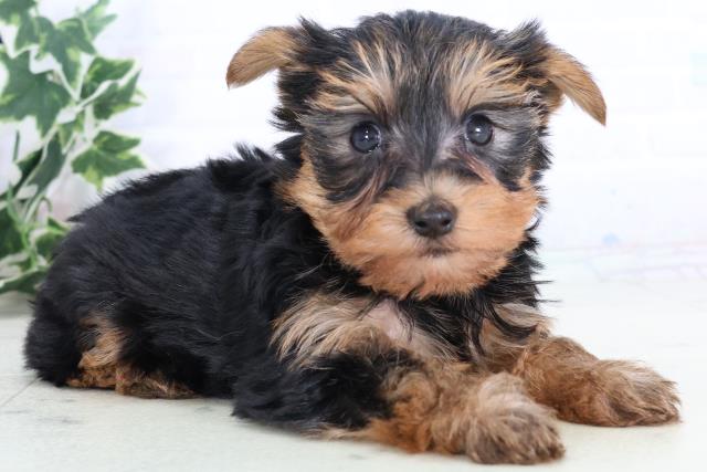 鳥取県のヨークシャーテリア (Coo&RIKUラ・ムー鳥取東店/2025年11月22日生まれ/女の子/スチールブルータン)の子犬の2枚目の画像