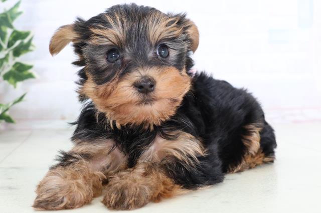 鳥取県のヨークシャーテリア (Coo&RIKUラ・ムー鳥取東店/2025年11月22日生まれ/女の子/スチールブルータン)の子犬の3枚目の画像