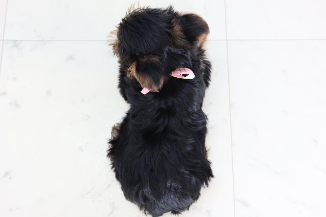 鳥取県のヨークシャーテリア (Coo&RIKUラ・ムー鳥取東店/2025年11月22日生まれ/女の子/スチールブルータン)の子犬の4枚目の画像