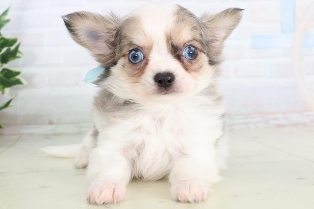 佐賀県のチワワ(ロング) (Coo&RIKU佐賀神埼店/2025年11月22日生まれ/男の子/ブルーマールホワイト)の子犬の1枚目の画像