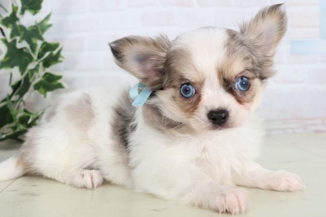 佐賀県のチワワ(ロング) (Coo&RIKU佐賀神埼店/2025年11月22日生まれ/男の子/ブルーマールホワイト)の子犬の2枚目の画像