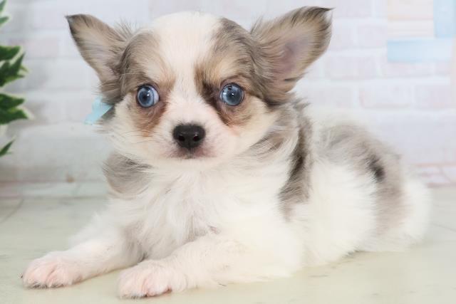 佐賀県のチワワ(ロング) (Coo&RIKU佐賀神埼店/2025年11月22日生まれ/男の子/ブルーマールホワイト)の子犬の3枚目の画像