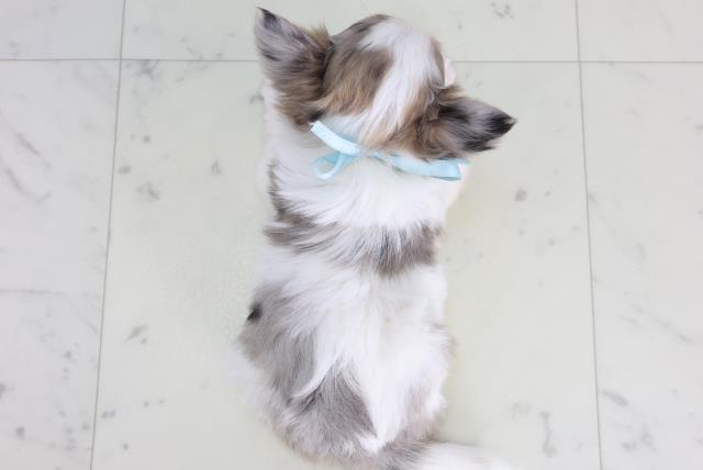 佐賀県のチワワ(ロング) (Coo&RIKU佐賀神埼店/2025年11月22日生まれ/男の子/ブルーマールホワイト)の子犬の4枚目の画像