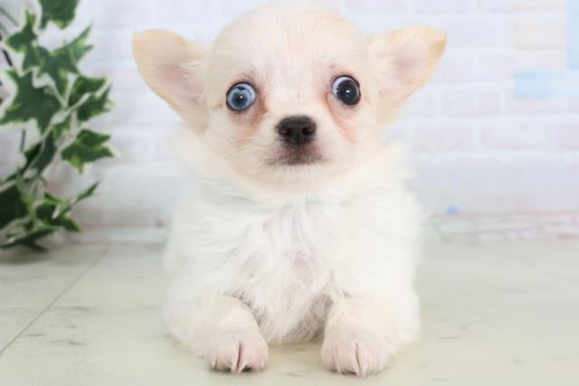 広島県のチワワ(ロング) (Coo&RIKU広島北店/2025年11月22日生まれ/男の子/クリーム)の子犬の1枚目の画像