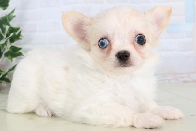 広島県のチワワ(ロング) (Coo&RIKU広島北店/2025年11月22日生まれ/男の子/クリーム)の子犬の2枚目の画像