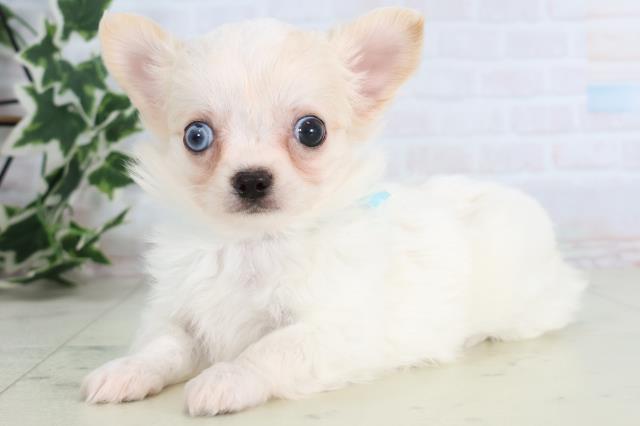 広島県のチワワ(ロング) (Coo&RIKU広島北店/2025年11月22日生まれ/男の子/クリーム)の子犬の3枚目の画像