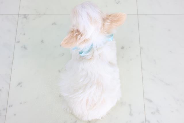 広島県のチワワ(ロング) (Coo&RIKU広島北店/2025年11月22日生まれ/男の子/クリーム)の子犬の4枚目の画像