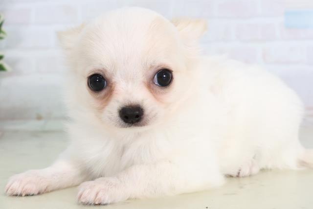 広島県のチワワ(ロング) (Coo&RIKUゆめタウン大竹店/2025年11月22日生まれ/女の子/クリーム)の子犬の3枚目の画像