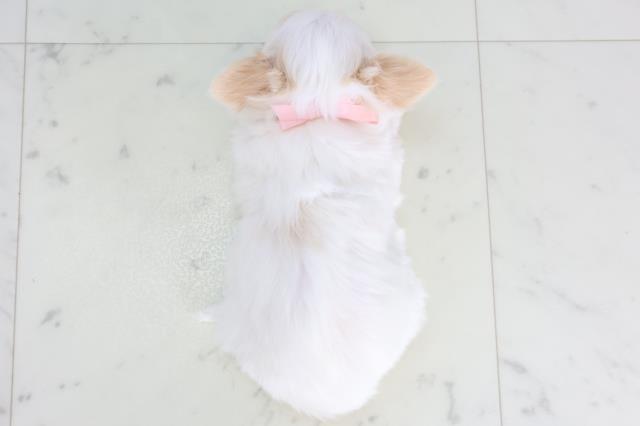 広島県のチワワ(ロング) (Coo&RIKUゆめタウン大竹店/2025年11月22日生まれ/女の子/クリーム)の子犬の4枚目の画像