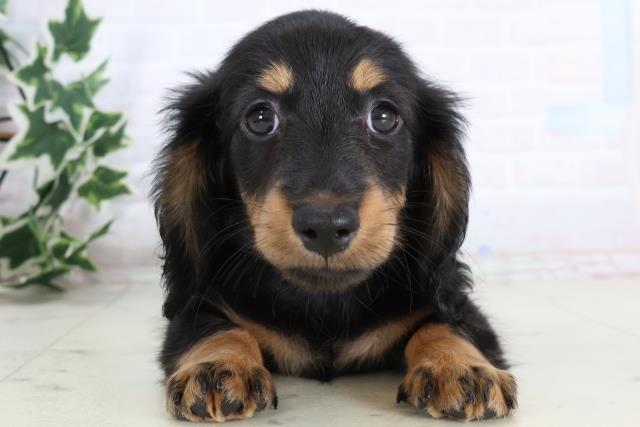 香川県のミニチュアダックスフンド(ロング) (Coo&RIKU高松上福岡店/2025年11月19日生まれ/男の子/ブラックタン)の子犬の1枚目の画像