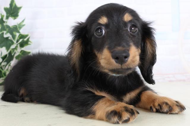 香川県のミニチュアダックスフンド(ロング) (Coo&RIKU高松上福岡店/2025年11月19日生まれ/男の子/ブラックタン)の子犬の2枚目の画像