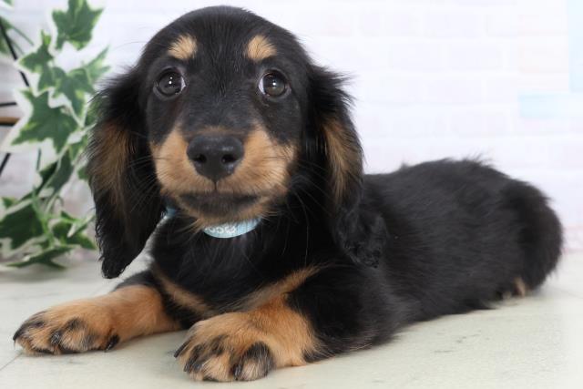 香川県のミニチュアダックスフンド(ロング) (Coo&RIKU高松上福岡店/2025年11月19日生まれ/男の子/ブラックタン)の子犬の3枚目の画像