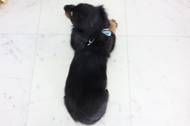 香川県のミニチュアダックスフンド(ロング) (Coo&RIKU高松上福岡店/2025年11月19日生まれ/男の子/ブラックタン)の子犬の4枚目の画像