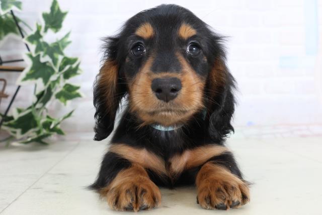 長崎県のミニチュアダックスフンド(ロング) (Coo&RIKU長崎浜町店/2025年11月19日生まれ/男の子/ブラックタン)の子犬の1枚目の画像