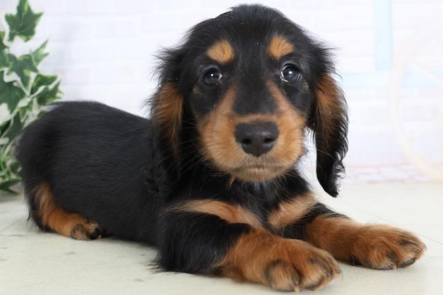 長崎県のミニチュアダックスフンド(ロング) (Coo&RIKU長崎浜町店/2025年11月19日生まれ/男の子/ブラックタン)の子犬の2枚目の画像