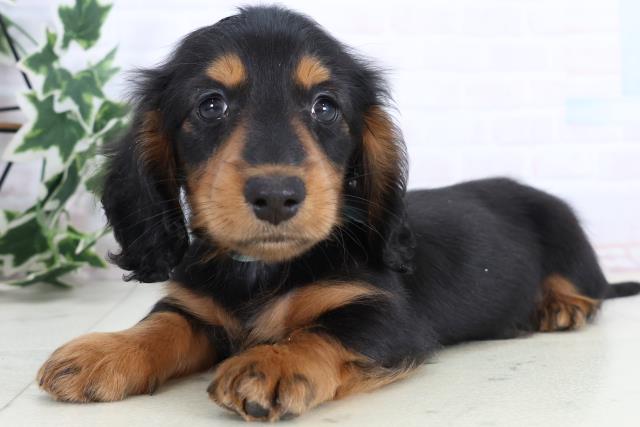 長崎県のミニチュアダックスフンド(ロング) (Coo&RIKU長崎浜町店/2025年11月19日生まれ/男の子/ブラックタン)の子犬の3枚目の画像