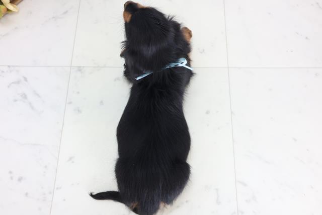 長崎県のミニチュアダックスフンド(ロング) (Coo&RIKU長崎浜町店/2025年11月19日生まれ/男の子/ブラックタン)の子犬の4枚目の画像