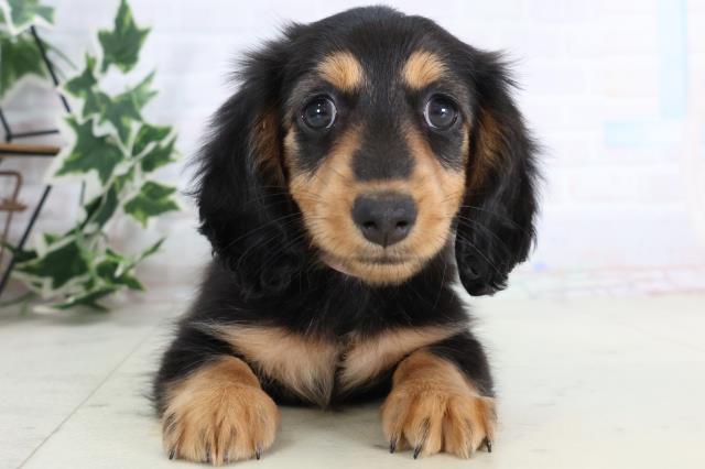 広島県のミニチュアダックスフンド(ロング) (Coo&RIKU広島北店/2025年11月19日生まれ/女の子/ブラックタン)の子犬