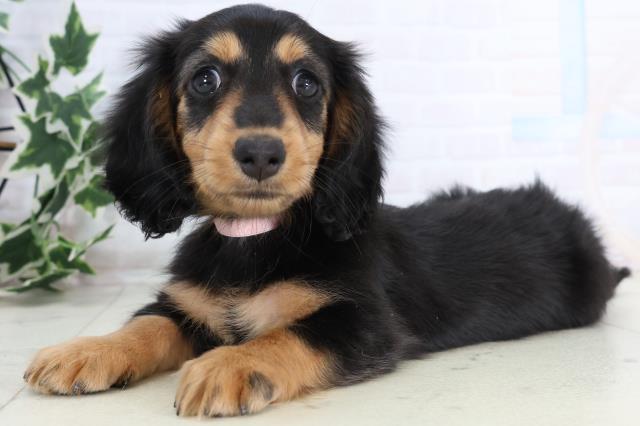 広島県のミニチュアダックスフンド(ロング) (Coo&RIKU広島北店/2025年11月19日生まれ/女の子/ブラックタン)の子犬の3枚目の画像