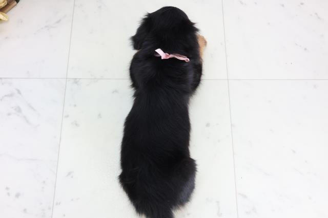 広島県のミニチュアダックスフンド(ロング) (Coo&RIKU広島北店/2025年11月19日生まれ/女の子/ブラックタン)の子犬の4枚目の画像