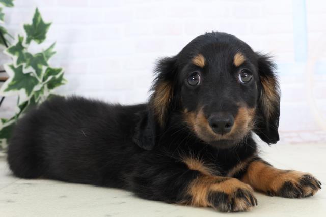 広島県のミニチュアダックスフンド(ロング) (Coo&RIKU東広島店/2025年11月19日生まれ/女の子/ブラックタン)の子犬の2枚目の画像