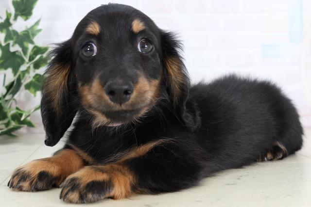 広島県のミニチュアダックスフンド(ロング) (Coo&RIKU東広島店/2025年11月19日生まれ/女の子/ブラックタン)の子犬の3枚目の画像