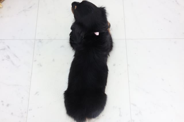 広島県のミニチュアダックスフンド(ロング) (Coo&RIKU東広島店/2025年11月19日生まれ/女の子/ブラックタン)の子犬の4枚目の画像